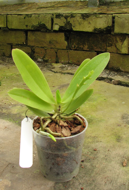 Phalaenopsis cornu-cervi.jpg