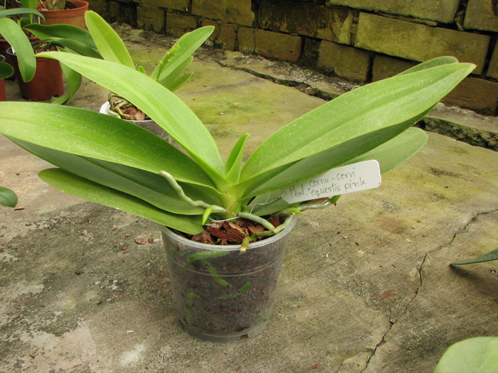 Phalaenopsis cornu-cervi x equestris.jpg