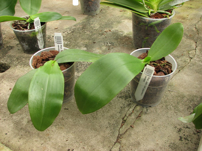 Phalaenopsis Jade Gold (gigantea x venosa).jpg