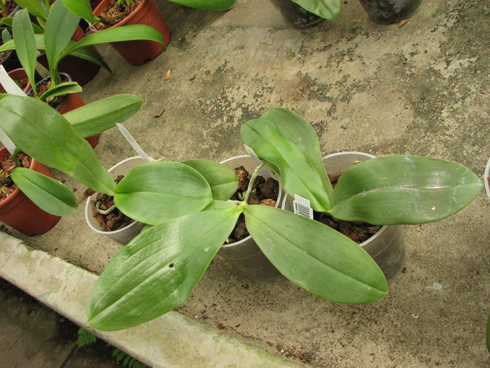 Phalaenopsis gigantea x mariae.jpg
