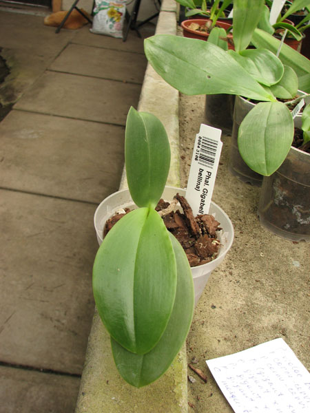 Phalaenopsis Gigabell.jpg
