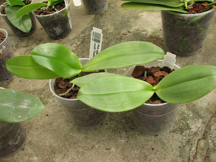 Phalaenopsis gigantea x sumatrana south Thailand.jpg