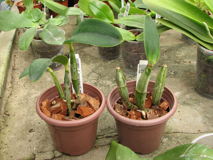 Cattleya mesquitae.jpg