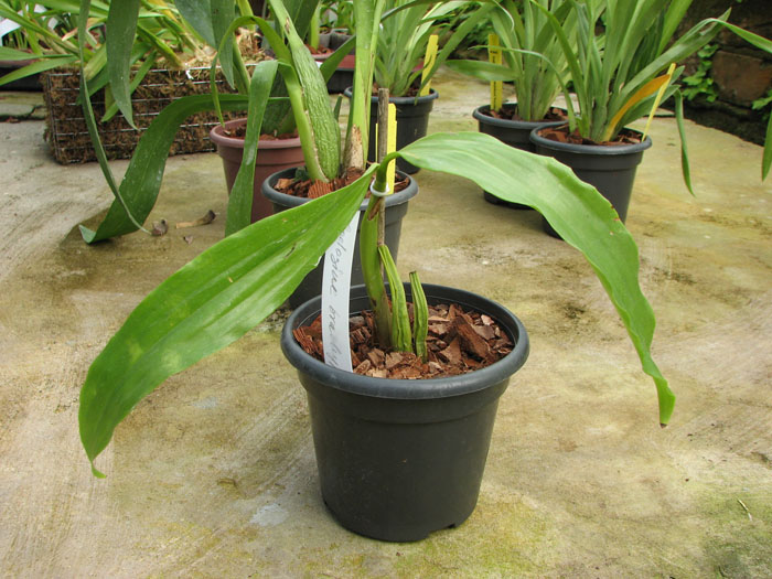 Coelogyne brachyptera.jpg