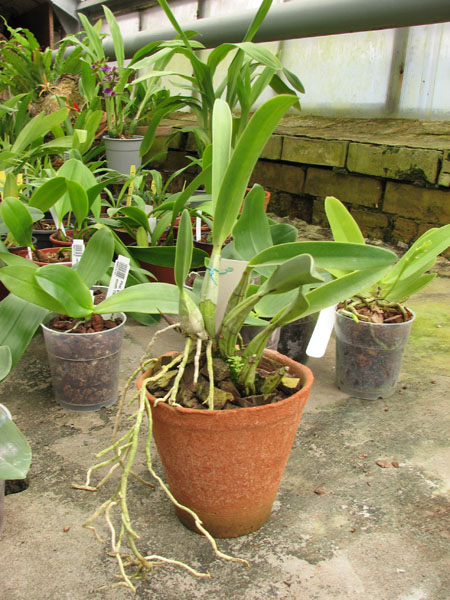 Laelia autumnalis var atrorubens.jpg