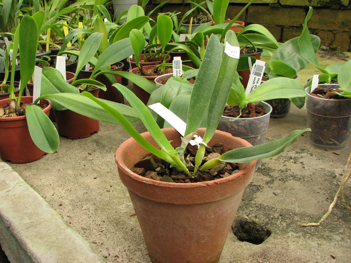 Laelia crispa carnea 'Mignon' x self.jpg