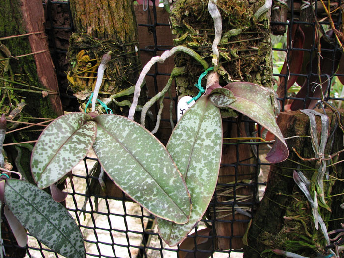 Phalaenopsis stuartiana mini.jpg