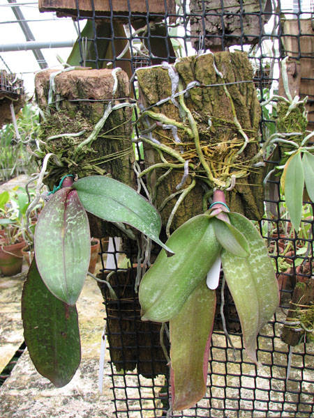 Phalaenopsis stuartiana large.jpg