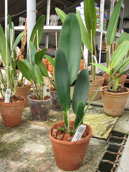 Cattleya gaskelliana (amoena x coerulea).jpg