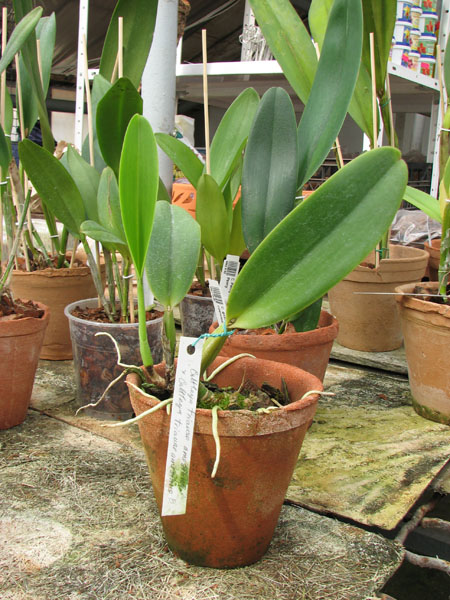 Cattleya trianae amesiana A x Cattleya trianae amesiana B.jpg