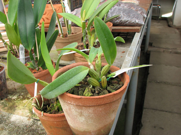 Cattleya lueddemanniana semi alba 'Meddelin' x Cattleya lueddemanniana semi alba 'Stanley'.jpg