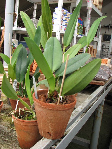 Cattleya labiata coerulensis.jpg