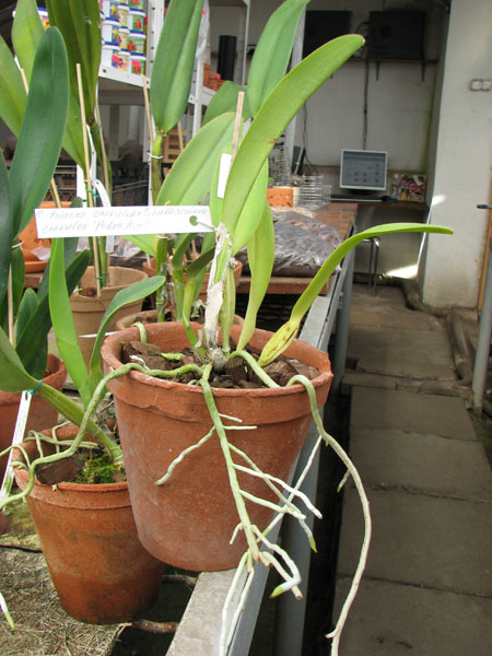 Cattleya trianae coerulea (36-8) x Cattleya lueddemanniana coerulea 'Pedra Azul'.jpg