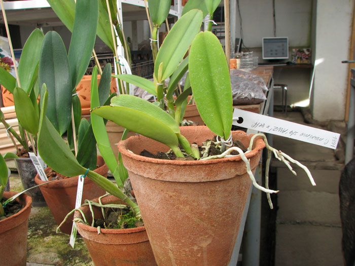 Cattleya maxima semi alba 'AWZ' x SELF.jpg