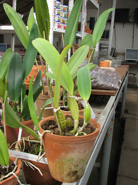 Cattleya mossiae semi alba 'Aurora' x mossiae semi alba reneckiana 'Alayon'.jpg