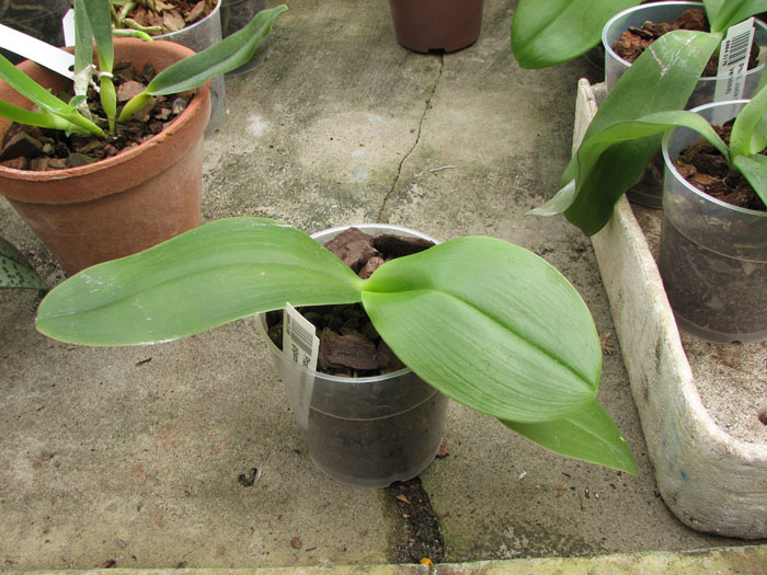 Phalaenopsis violacea sumatra x gigantea.jpg