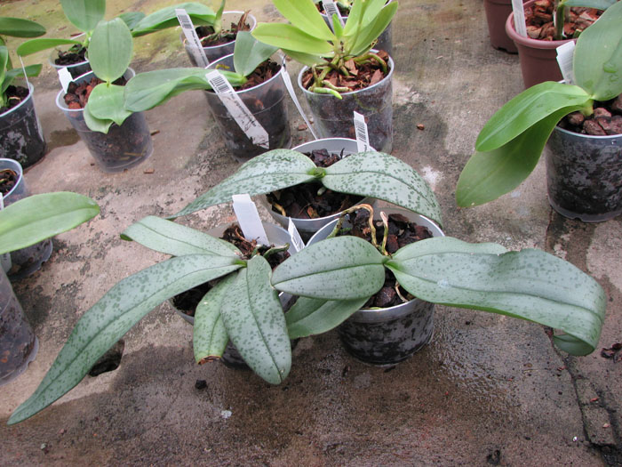 Phalaenopsis gigantea x lindenii.jpg