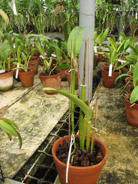 Cattleya maxima tall.jpg