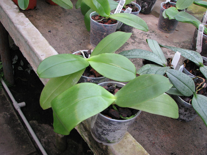 Phalaenopsis David Lim.jpg