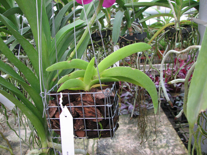 Angraecum leonis BS.jpg