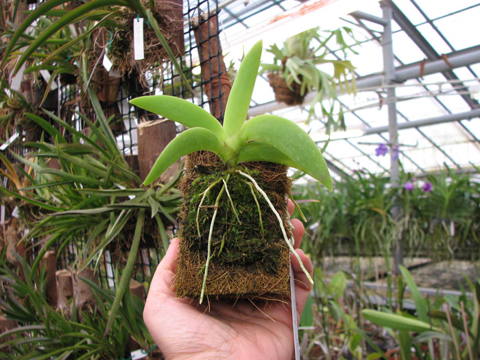 Angraecum leonis NBS.jpg