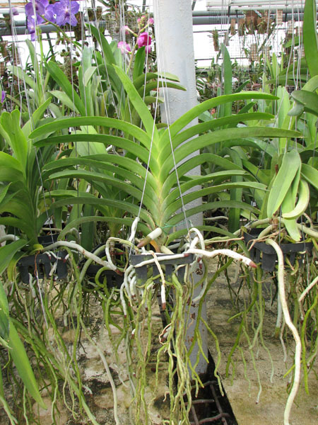 Vanda Tokyo Blue.jpg