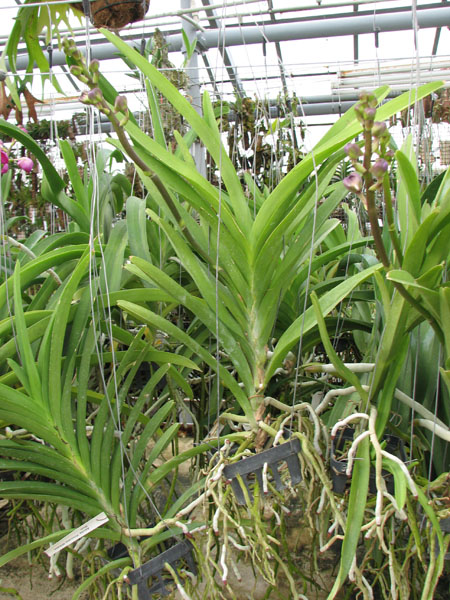 Ascocenda Princess Mikasa Blue.jpg