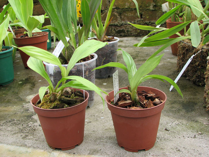 Acacallis cyanea x Paradisanthus micranthus.jpg