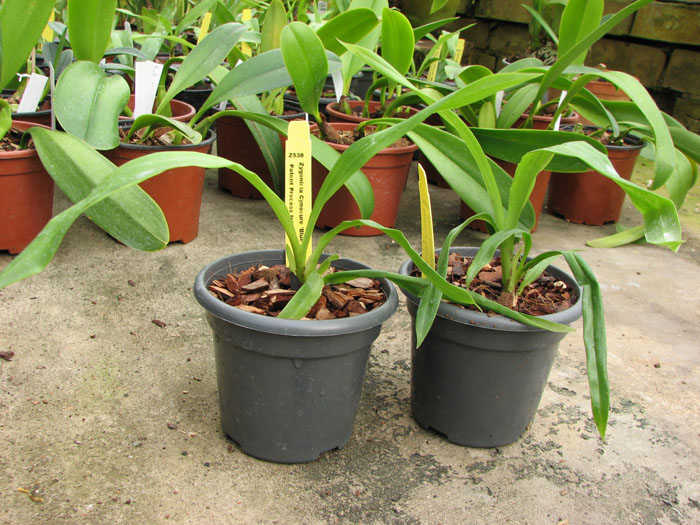 Zygonisia Cynosure 'Blue Water Sailing'.jpg