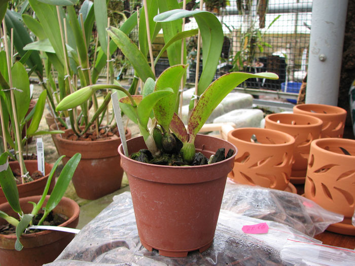 Laelia alaori x praestans.jpg