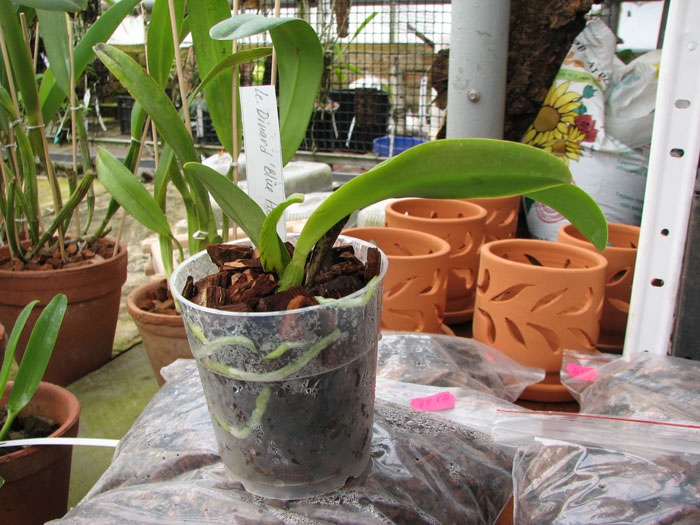 Laeliocattleya Dinard 'Blue Heaven'.jpg