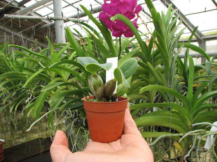 Cattleya nobilior amalie.jpg