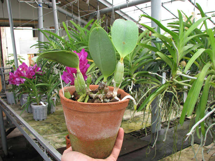 Laeliocattleya Aloha Case 'Ching Hua' (Mini Purple x walkeriana).jpg