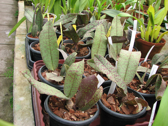 Psychopsis Butterfly (sanderae x papilio).jpg