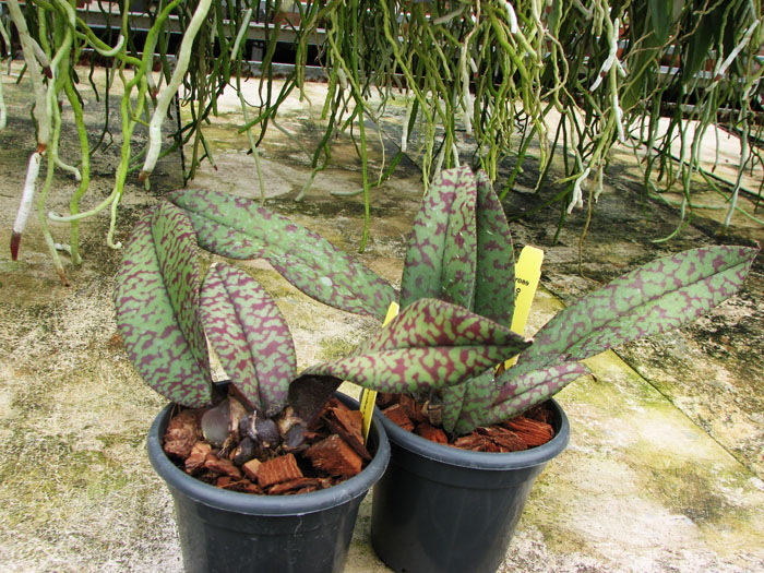 Psychopsis Mendenhall 'Hildos'.jpg