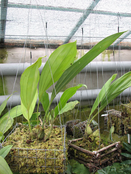 Stanhopea connata.jpg
