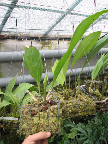 Stanhopea annulata.jpg
