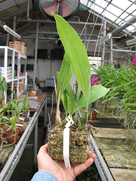 Stanhopea lietzei.jpg