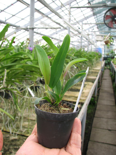 Cattleya aclandiae x Sophronitis coccinea.jpg