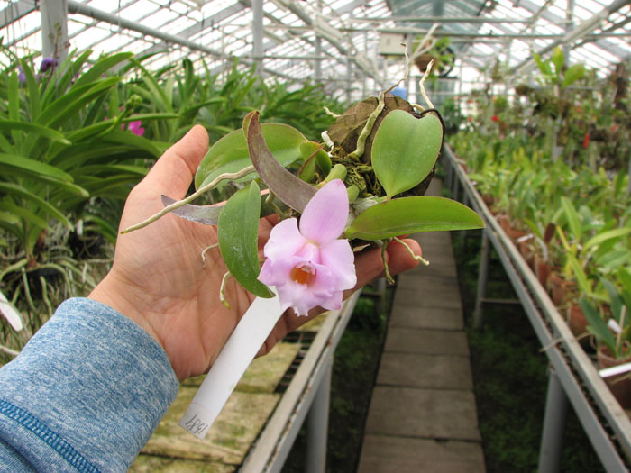 Laelia alaori escura x self.jpg