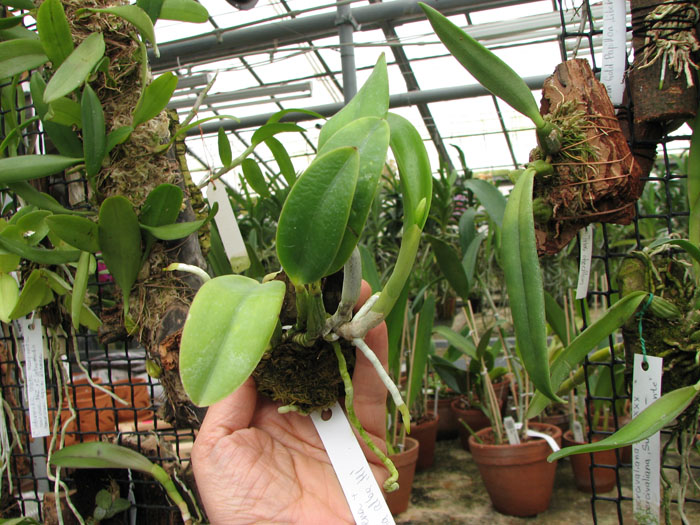 Laelia pumila amoena 'AWZ' х Laelia pumila alba 'HI'.jpg