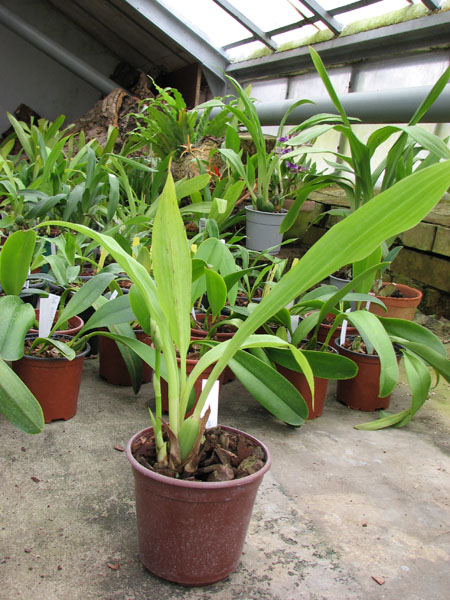 Zygopetalum Barbel Hohn.jpg