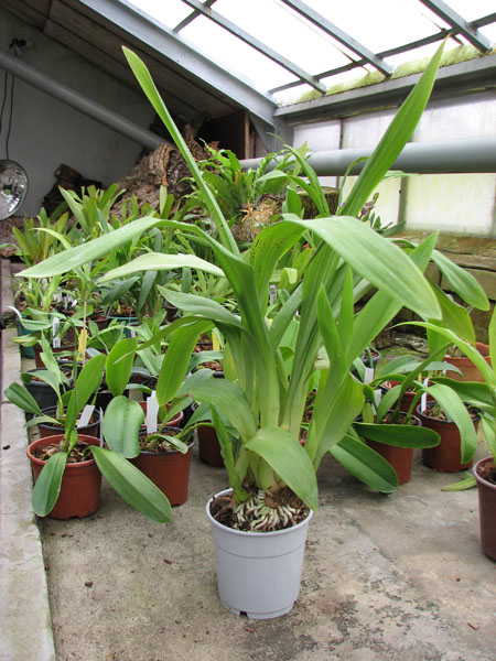 Zygopetalum hybrid 'Green'.jpg