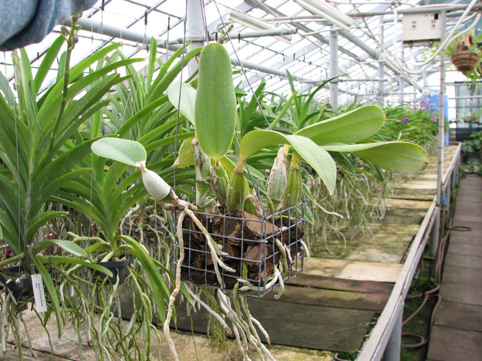 Cattleya walkeriana var princeps.jpg