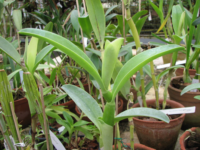 Cattleya bowringiana coerulea.jpg