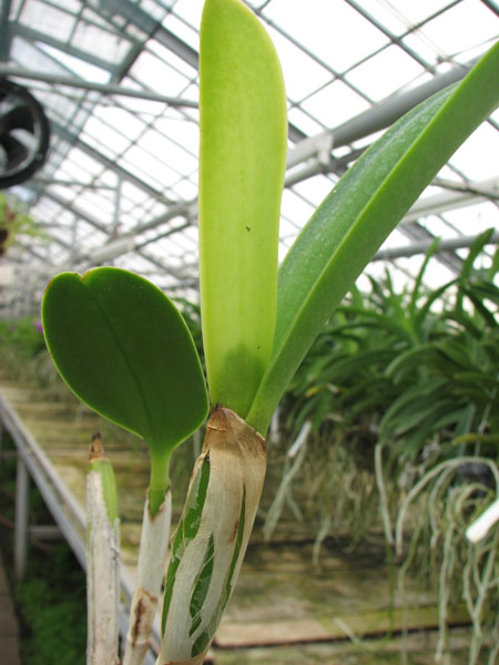 Laeliocattleya Blue Angel 'Glove'.jpg