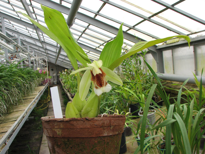 Coelogyne speciosa plant.jpg
