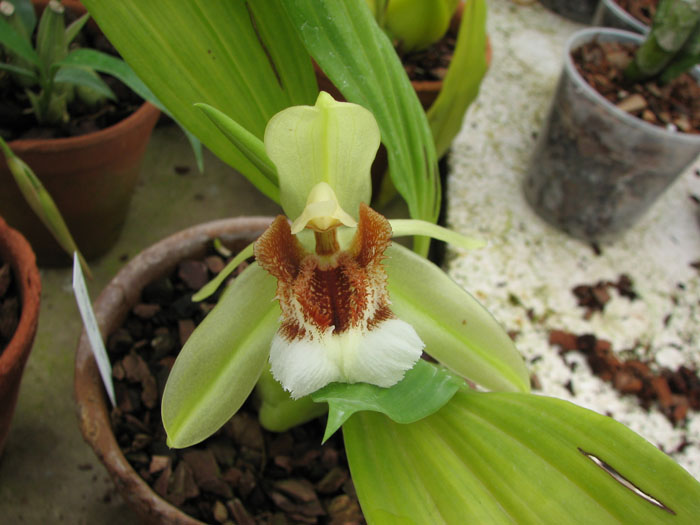 Coelogyne speciosa.jpg