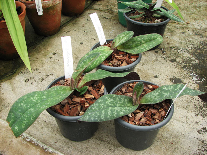 Paphiopedilum bellatulum.jpg