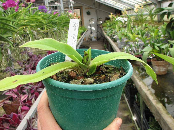 Paphiopedilum spicerianum.jpg